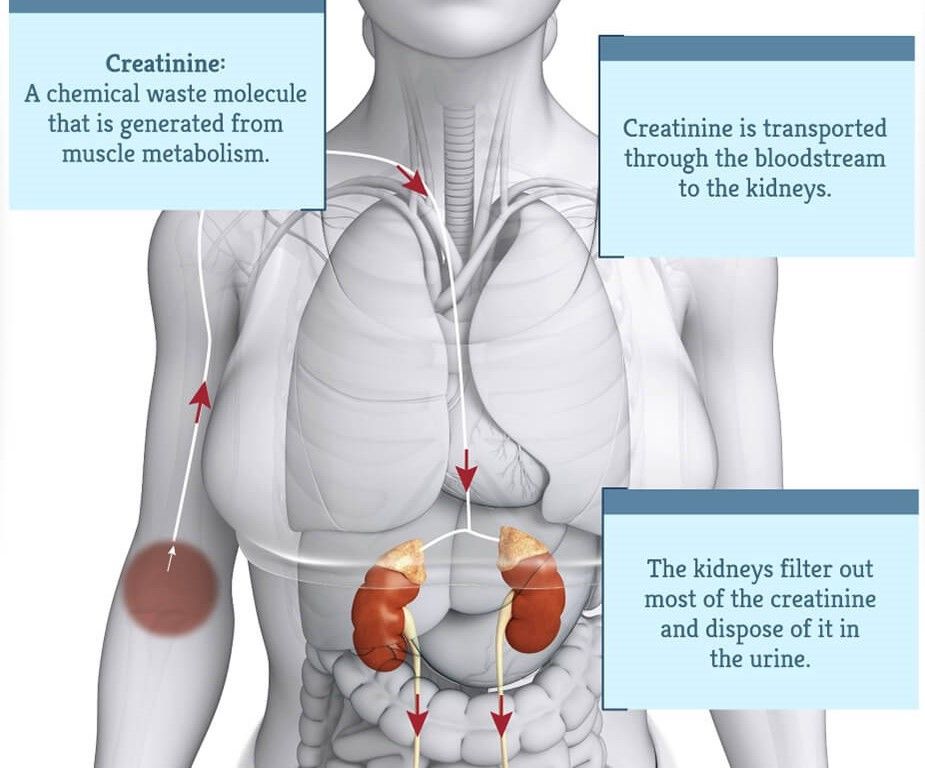 normal creatinine levels